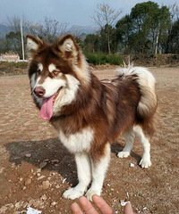 ˭���й��������ҼҰ���������