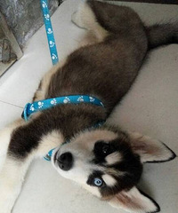 С��̫����ͱ������