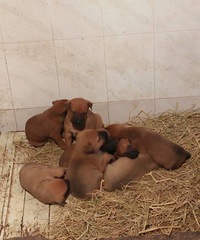 ����Ȯ��������������Ȯ���ɹ���Ȯ���۸��