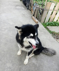 ĸ����������