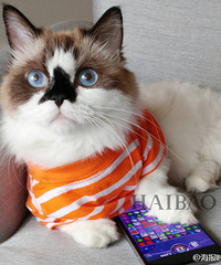 风靡万千的明星小猫,它有一双如湖水般湛蓝的蓝色眼睛