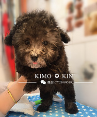 ��׳����ˣ�3ֻ4���µ�̩���Ҽҳ�