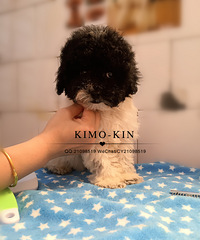 ��׳����ˣ�3ֻ4���µ�̩���Ҽҳ�