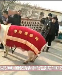 1260����������!����Ц��:�ǻ���̫���Ҳ��ҿ�