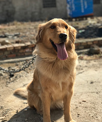 �ò��������������أ�