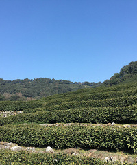 老杭州人都住在这里 地方虽然小又破 但真羡慕住这儿啊