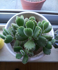 ��ɹ���⡿�Ҽҵ����⣨1��