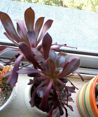 ��ɹ���⡿�Ҽҵ����⣨2��