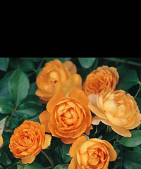 ��ɹ���졿��ů����