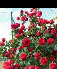 ��ɹ���졿��ů����