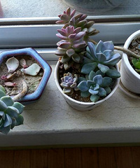 ��ɹ���⡿�Ҽҵ����⣨1��