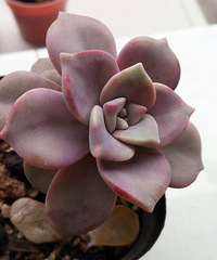 �����ɫ��