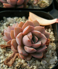 �������ˣ����￪ʼ�����ӿ���