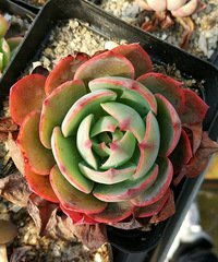 �������ˣ����￪ʼ�����ӿ���