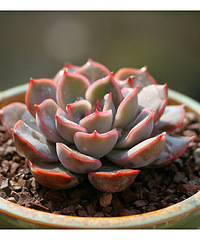 ��ȥ�����������������������������ɹһ��