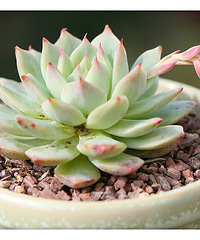 ��ȥ�����������������������������ɹһ��