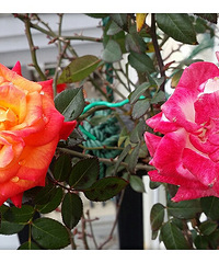 ��ů����