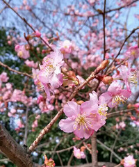 杭州花港观鱼公园的樱花提前一个月开放。