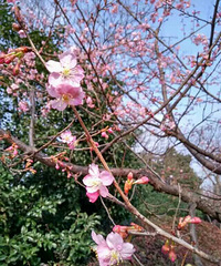 杭州花港观鱼公园的樱花提前一个月开放。