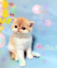 �ӷƱ������¼ҳ�