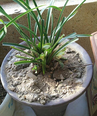 ����������ССһ�ſ���7�仨��������̨��