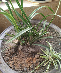 ����������ССһ�ſ���7�仨��������̨��