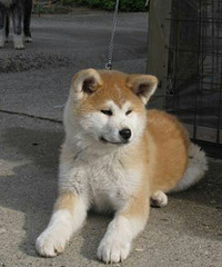 ˫Ѫͳ���ﱦ��