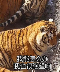 十只橘猫九只胖,还有一只特别月半~~