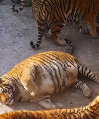 十只橘猫九只胖,还有一只特别月半~~