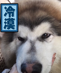 ɹ�����ܶ��ӣ�