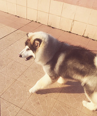 ɹ�����ܶ��ӣ�