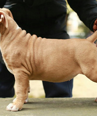 ˹�����������¼�