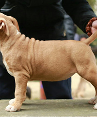 ˹�����������¼�