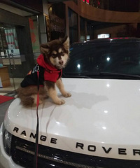 3���¾�Ʒ����˹��