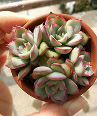 ������������ô��