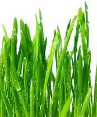 "韭菜壮阳,但和它一起吃就太致命了!一定要告诉家人"
