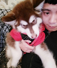 ����˹�Ӻ�ɫ