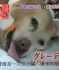 日本100岁的狗狗病危,主人请通灵师翻译后泪奔了