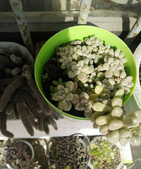 ���ⲻ����ɹɹ����