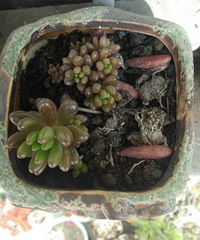 ���ⲻ����ɹɹ����