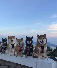 朋友一生一起走,谁先瘦了谁是狗