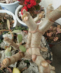 ȫ���ˣ����ˣ����о���