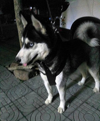 �� ���ǰͿˣ�С�������ͣ�������˴�����