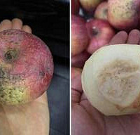 [����]�׶�԰�÷�ùƻ�������ӵ���...