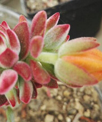 �о������ջ�ļ���