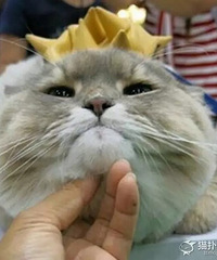 猫咪胖的像猪 洗完澡发现我真没冤枉它!