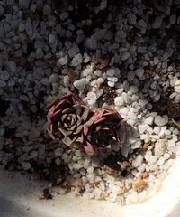 ÿ��û�µ�ʱ�򿴿����ǣ���̫����ʱ��Ͱ�