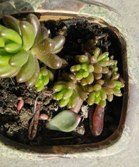 ɹɹ̫������������