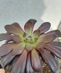 �ڷ�ʦ���������ˣ�ȥ��ֻʣСС��һȦ����