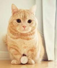 曼赤肯猫,猫中柯基,小短腿儿,炒鸡萌萌萌萌!